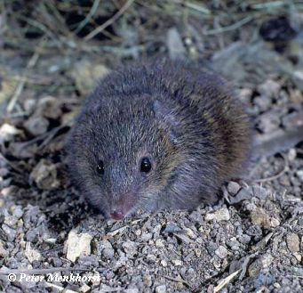 Swamp Antechinus Image: Peter Menkhorst